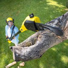 Best Tree Mulching Services  in Orchard Mesa, CO