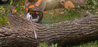 Best Hazardous Tree Removal  in Orchard Mesa, CO