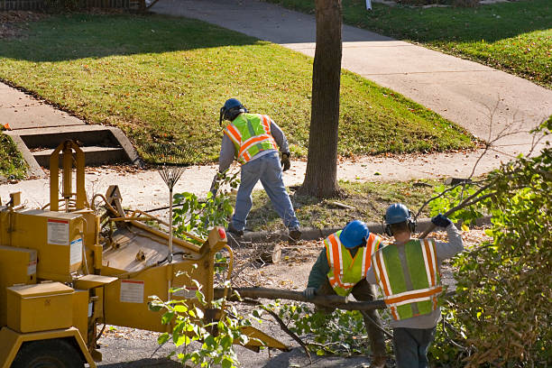 Best Tree and Shrub Care  in Orchard Mesa, CO